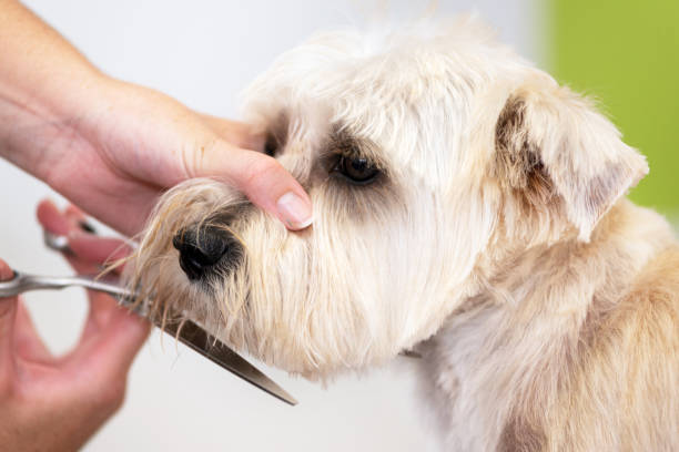 Beautiful dog, close up getting his hair cut by scissors at the groomer salon .