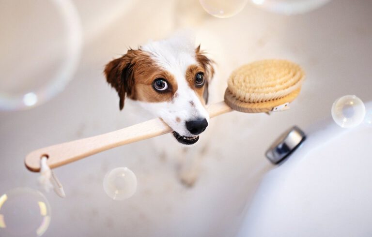 wp8854775-dog-bath-wallpapers.jpg