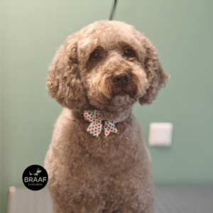 Rustige één-op-één trimbehandeling voor hond bij Trimsalon Braaf