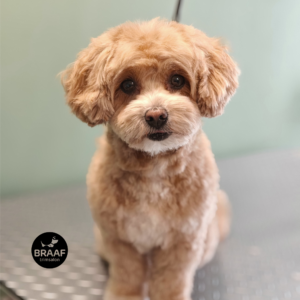 Hond na professionele trimbehandeling bij Trimsalon Braaf in Udenhout