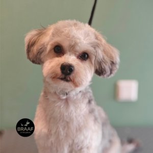 Hond na professionele trimbehandeling bij Trimsalon Braaf Udenhout