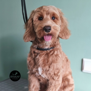 Rustige één-op-één trimbehandeling voor hond bij Trimsalon Braaf