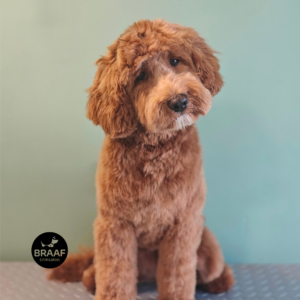 Hond na professionele trimbehandeling bij Trimsalon Braaf in Udenhout