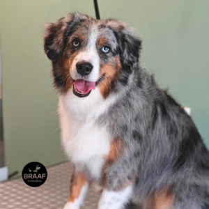 Verzorgde hond na persoonlijke vachtverzorging bij Trimsalon Braaf