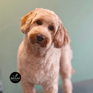 Hond na professionele trimbehandeling bij Trimsalon Braaf in Udenhout