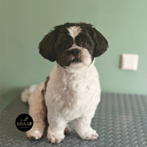 Rustige één-op-één trimbehandeling voor hond bij Trimsalon Braaf