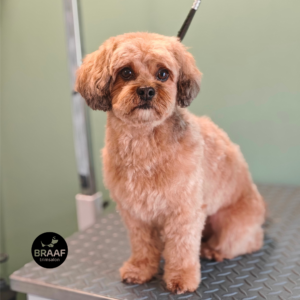 Hond na professionele trimbehandeling bij Trimsalon Braaf Udenhout