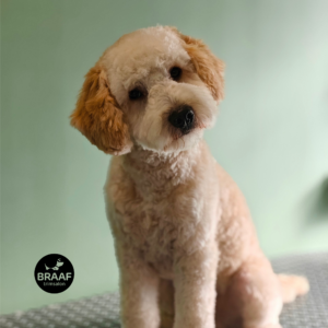 Rustige één-op-één trimbehandeling voor hond bij Trimsalon Braaf