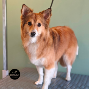 Verzorgde hond na persoonlijke vachtverzorging bij Trimsalon Braaf