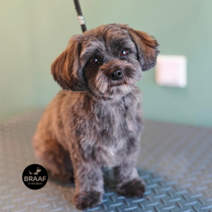 Rustige één-op-één trimbehandeling voor hond bij Trimsalon Braaf