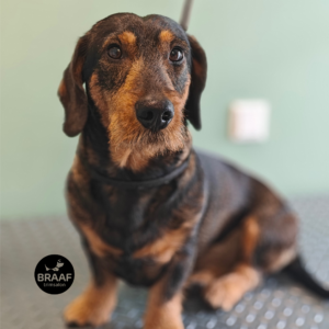 Hond na professionele trimbehandeling bij Trimsalon Braaf in Udenhout