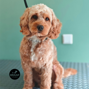 Rustige één-op-één trimbehandeling voor hond bij Trimsalon Braaf