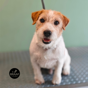 Verzorgde hond na persoonlijke vachtverzorging bij Trimsalon Braaf