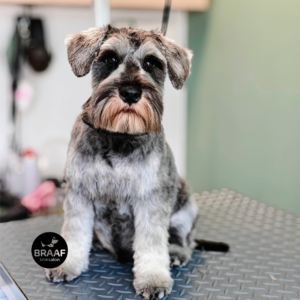 Hond na professionele trimbehandeling bij Trimsalon Braaf Udenhout