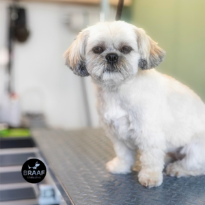 Hond na professionele trimbehandeling bij Trimsalon Braaf Udenhout