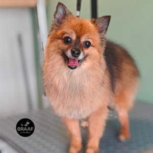 Verzorgde hond na persoonlijke vachtverzorging bij Trimsalon Braaf