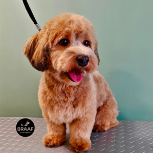Rustige één-op-één trimbehandeling voor hond bij Trimsalon Braaf