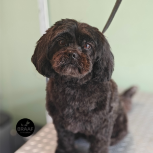 Rustige één-op-één trimbehandeling voor hond bij Trimsalon Braaf