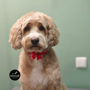 Hond na professionele trimbehandeling bij Trimsalon Braaf in Udenhout